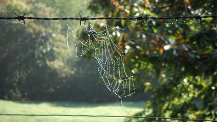 Spinnennetz im Tau